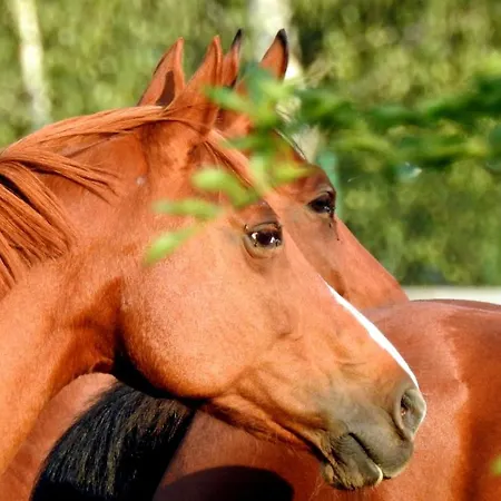 Montalto مارودجو