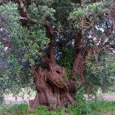 Montalto Maruggio